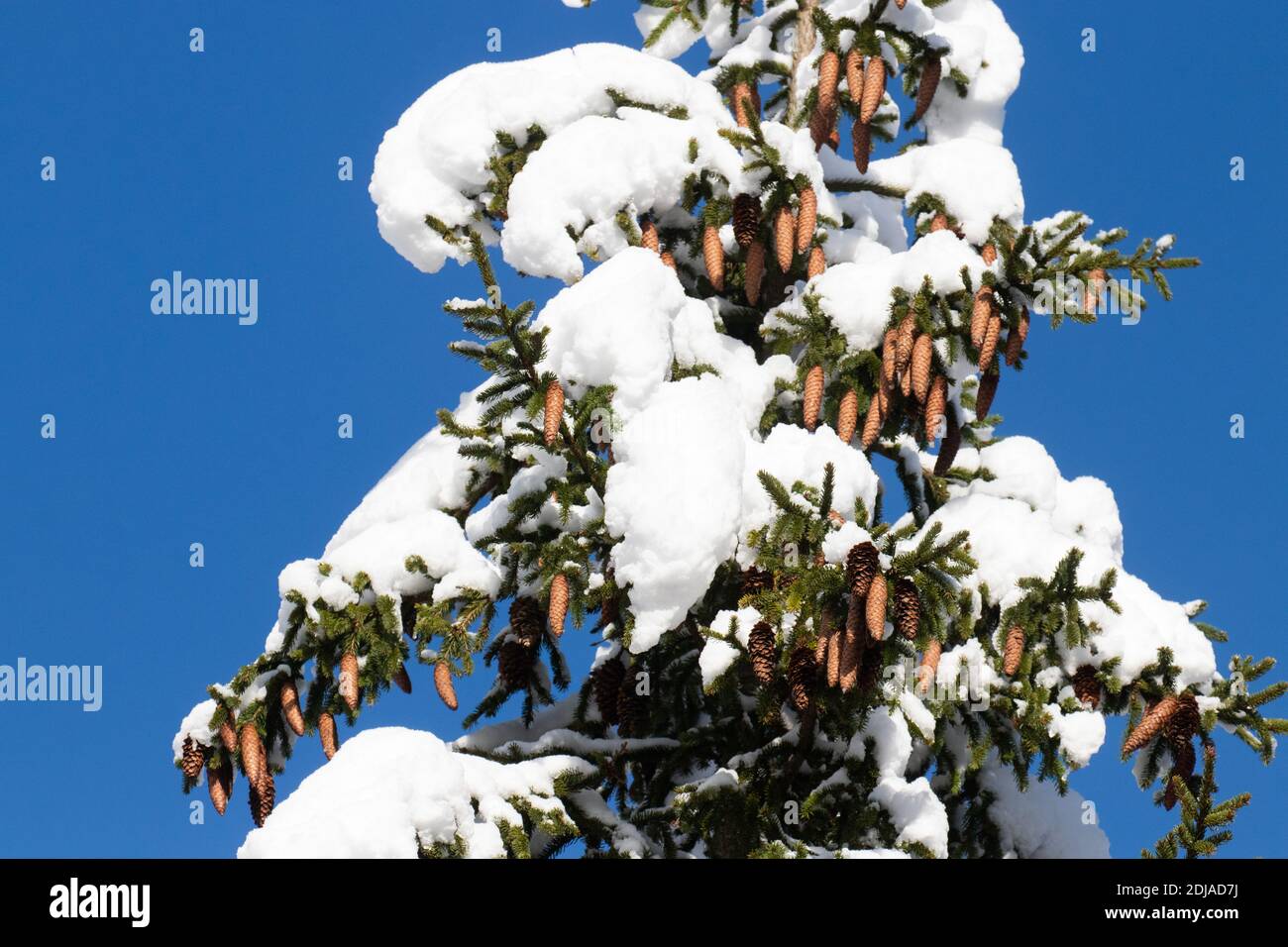 Spruce, Picea abies cones during a beautiful wintery day in Estonian confierous forest, Northern Europe. Stock Photo