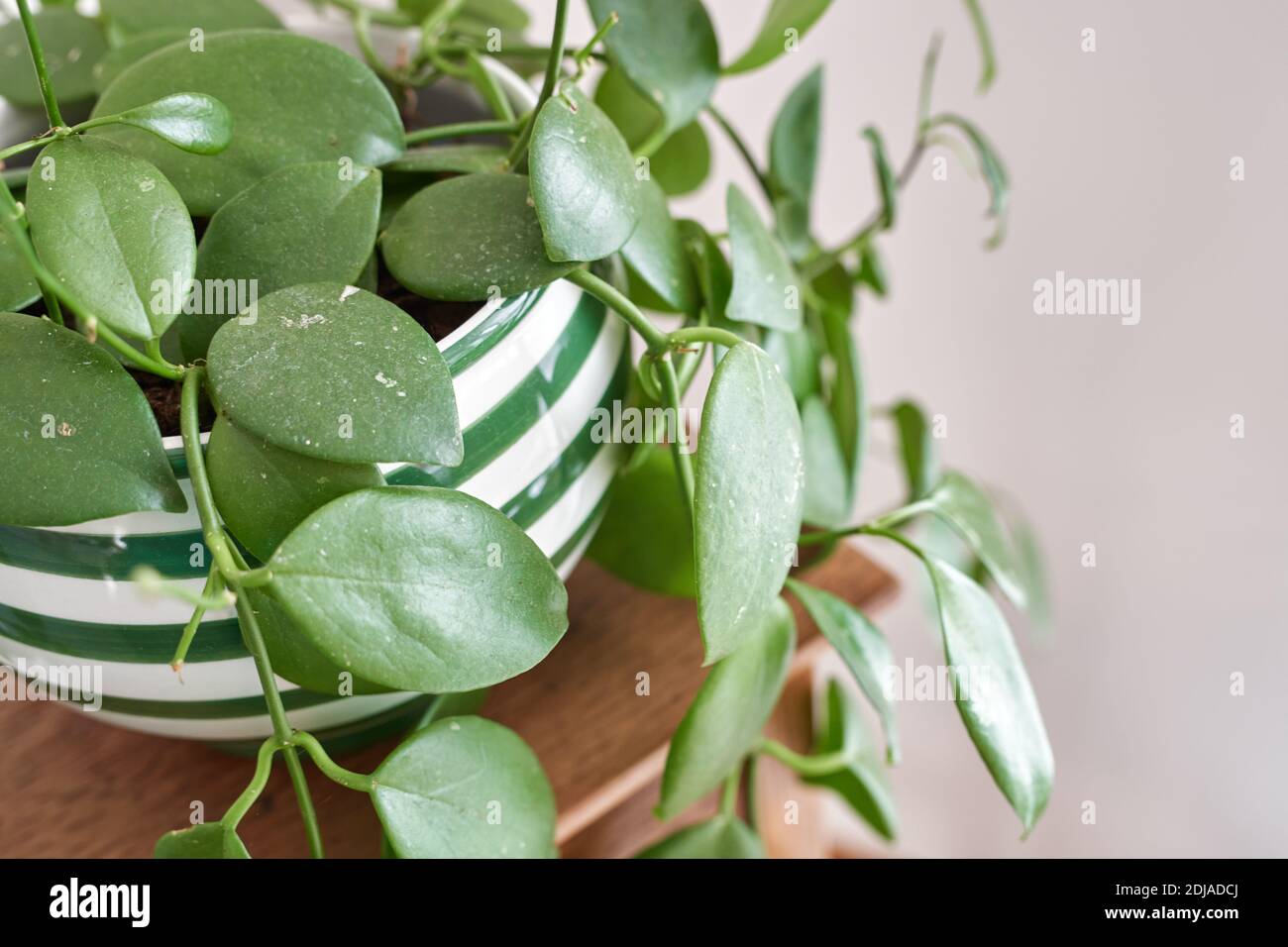Hoya calycina stargazer in an pot with stripes, sitting on a wooden table. Close up. Stock Photo