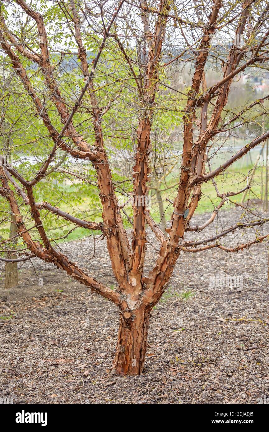 Zimt-Ahorn (Acer griseum) Stock Photo