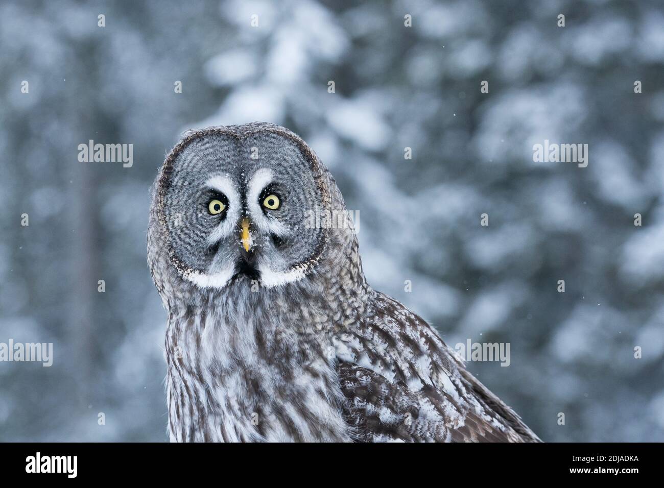 A close-up portrait of a majestic Great Grey Owl (Strix nebulosa) in snowy taiga forest near Kuusamo, Northern Finland. Stock Photo