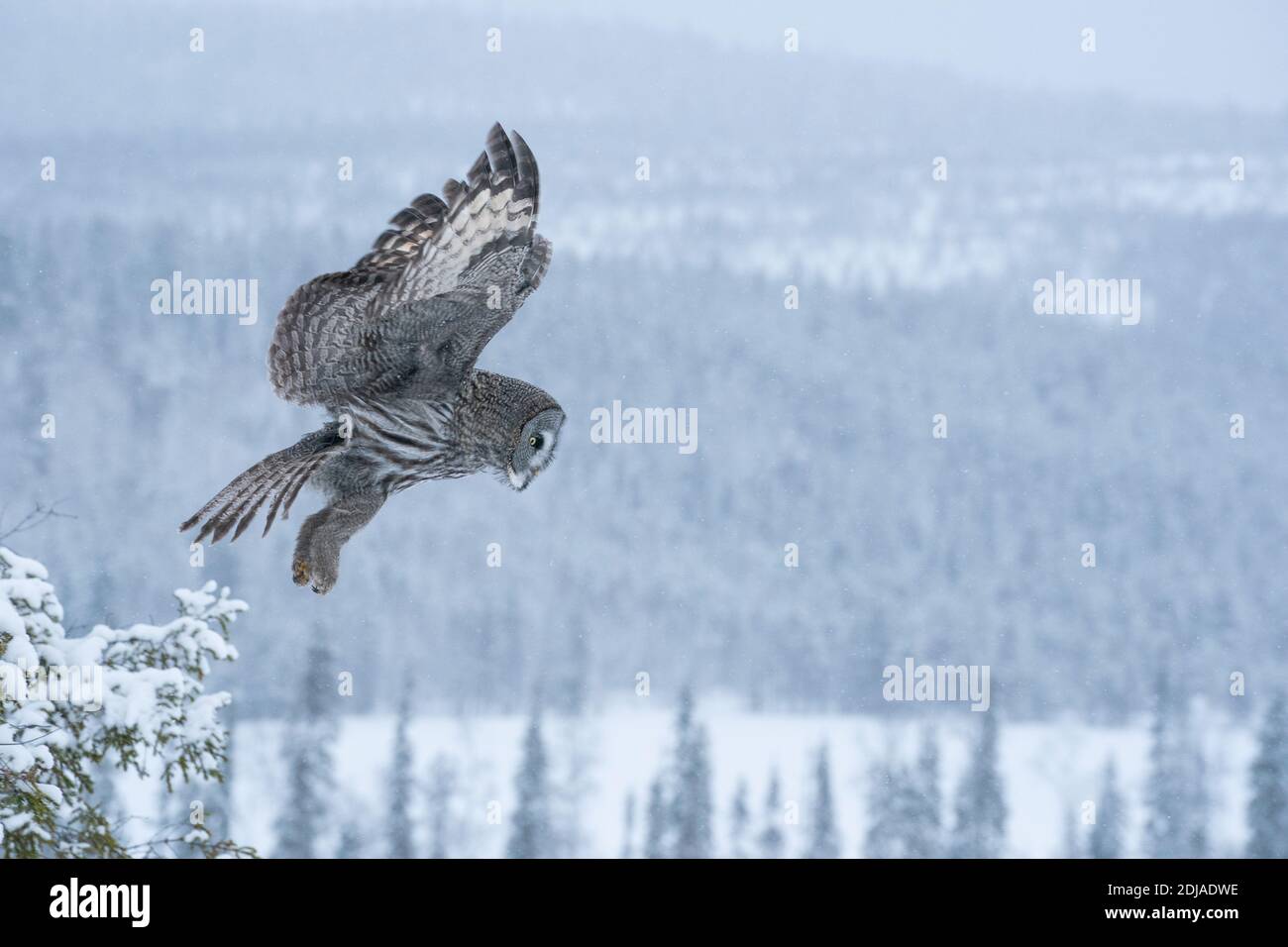 Powerful Great Grey Owl (Strix nebulosa) taking off from a small tree in a snowy taiga forest near Kuusamo, Northern Finland. Stock Photo
