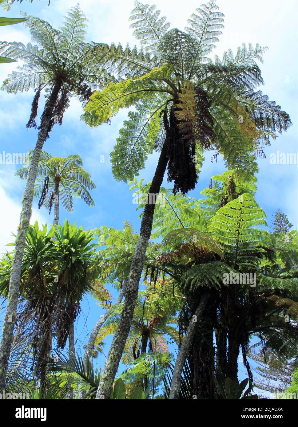 Norfolk Island, Endemic Norfolk Island Tree Ferns. (Cyathea brownii) Stock Photo