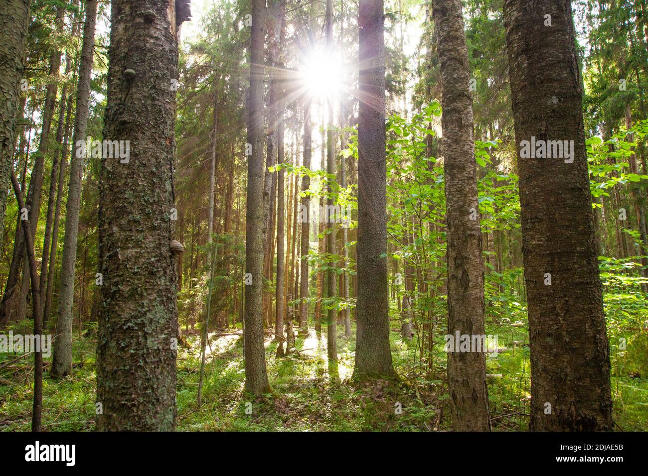 A lush old-growth Estonian boreal forest with sun shining during summer evening, Northern Europe. Stock Photo