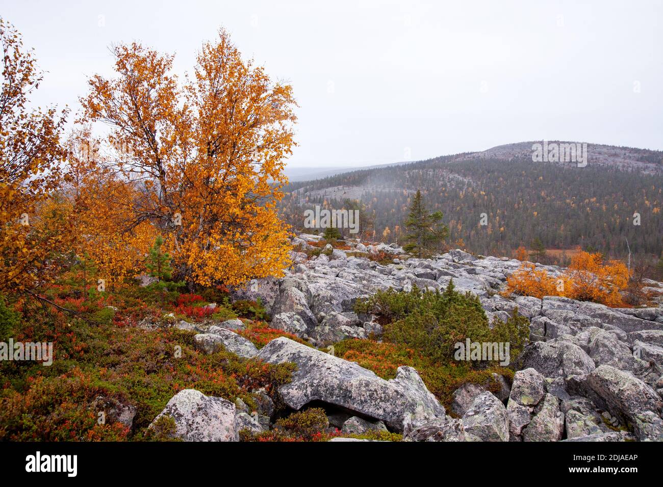 Colorful trees and bushes on a rocky hillside during fall foliage in Northern Finland near Salla. Stock Photo