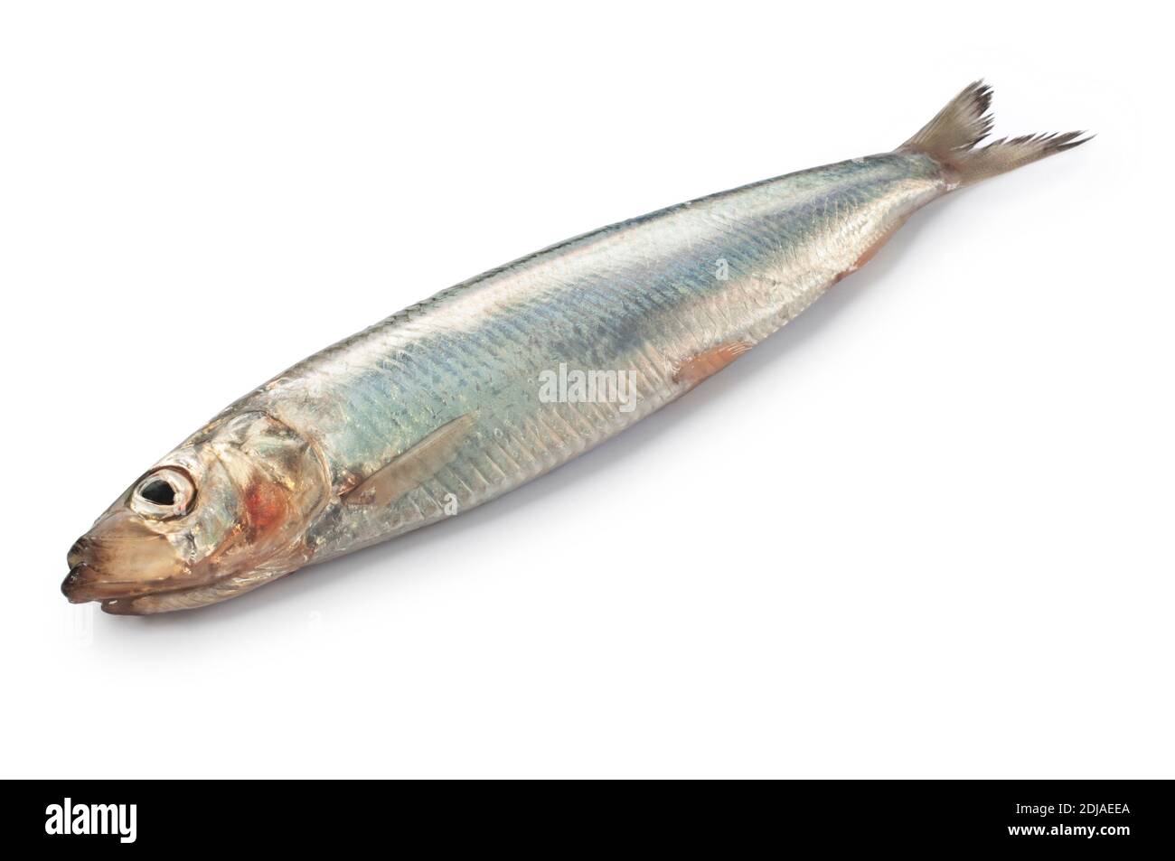 Studio shot of whole, raw, herring cut out against a white background - John Gollop Stock Photo