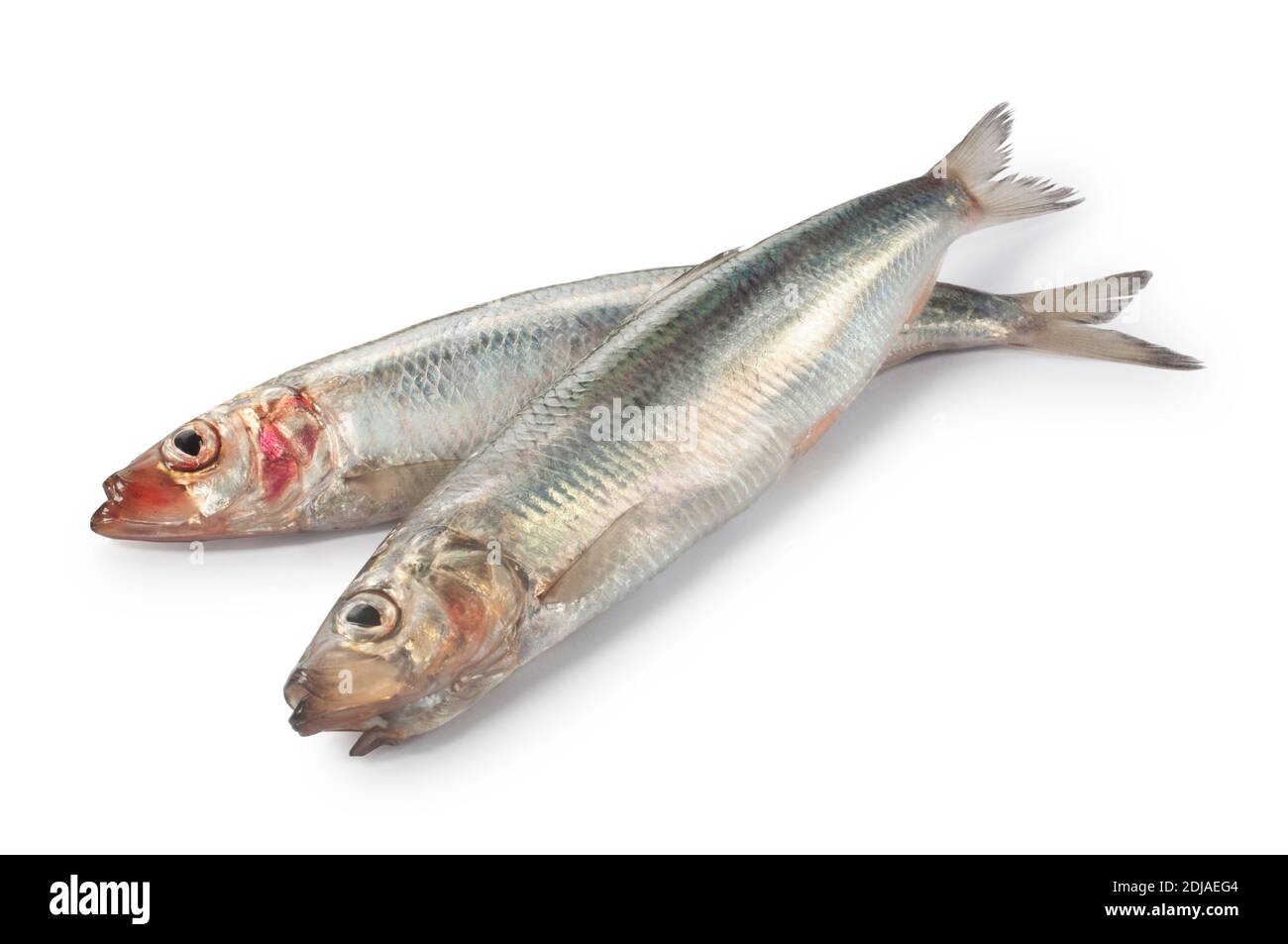 Studio shot of whole, raw, herring cut out against a white background