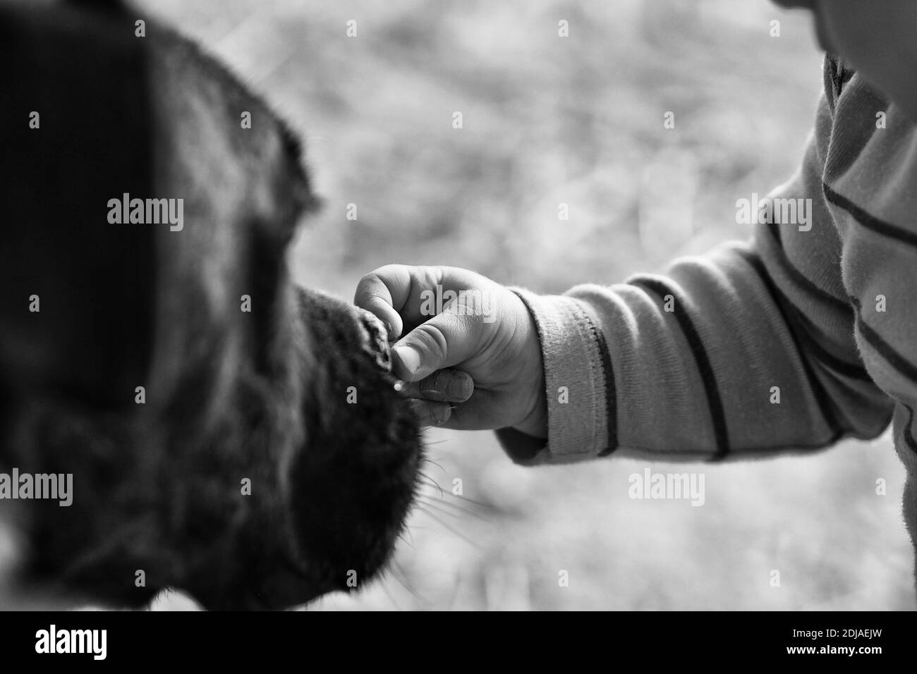 Hands holding dog Black and White Stock Photos & Images Alamy