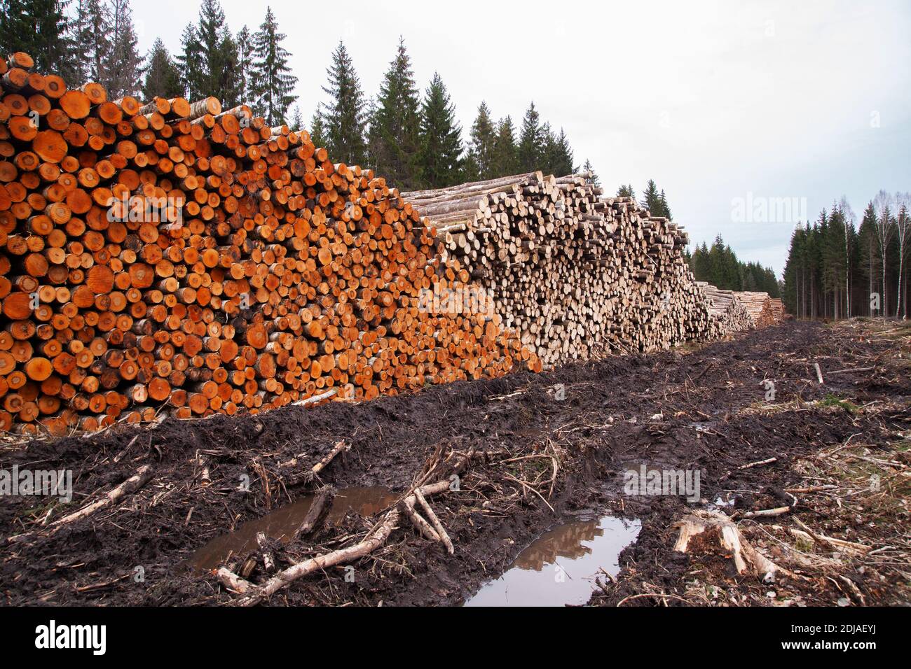 Freshly cut and piled lumber as a raw material resource for wood industry in Estonia. Stock Photo