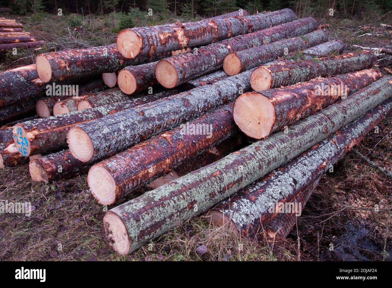 Freshly cut and piled lumber conifer trees as a raw material resource for wood industry in Estonia. Stock Photo