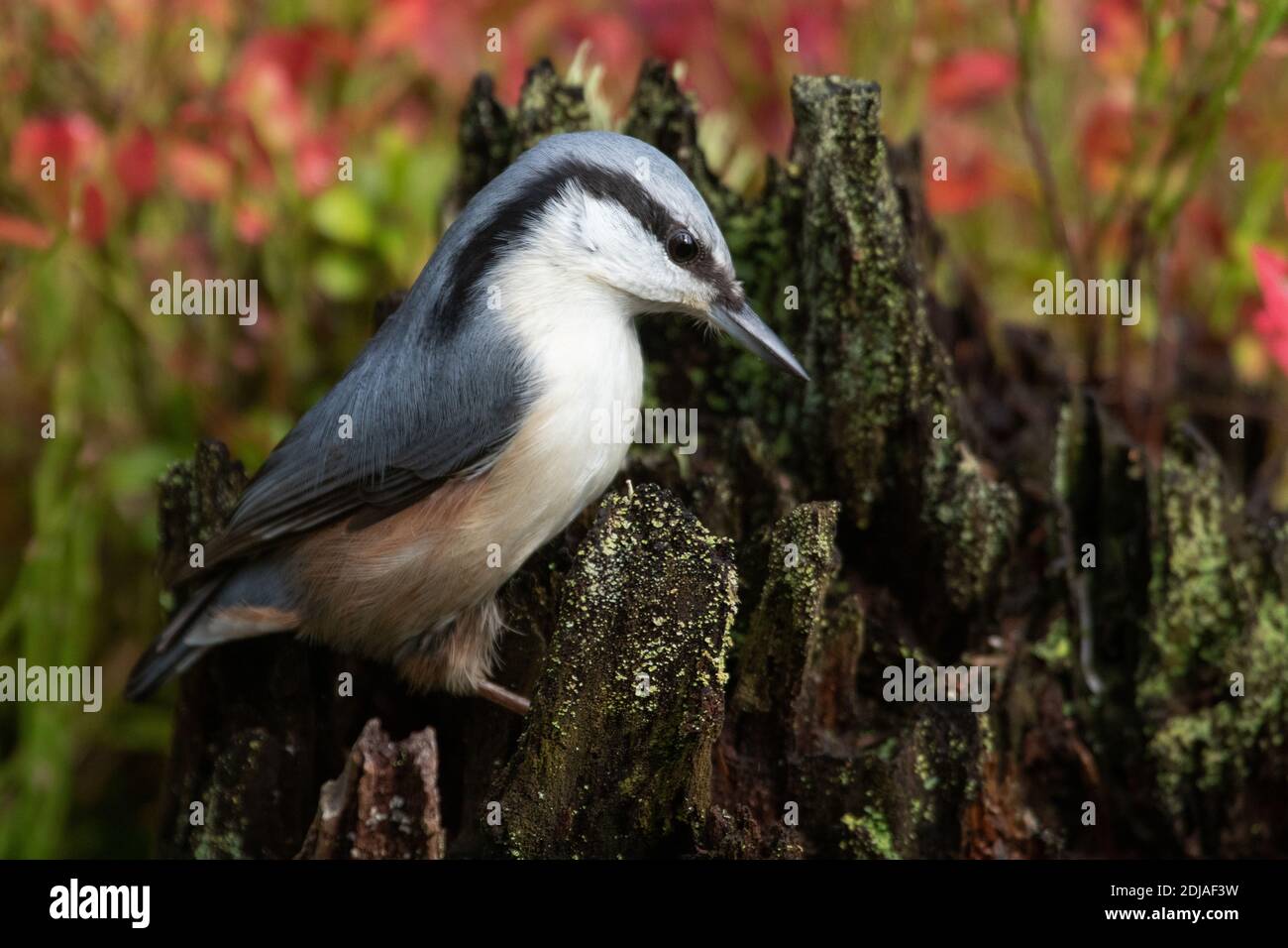 A close-up of an Eurasian nuthatch, Sitta europaea standing on a stump in boreal forest. Stock Photo