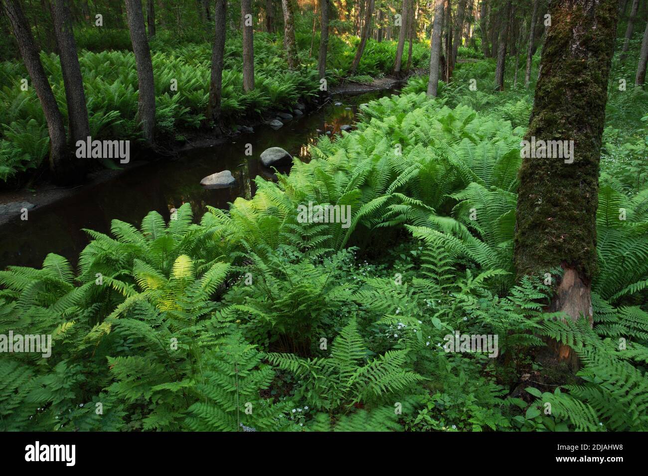 A lush old-growth forest by a small stream with large and green ferns. Shot in Lahemaa National park, Estonia. Stock Photo