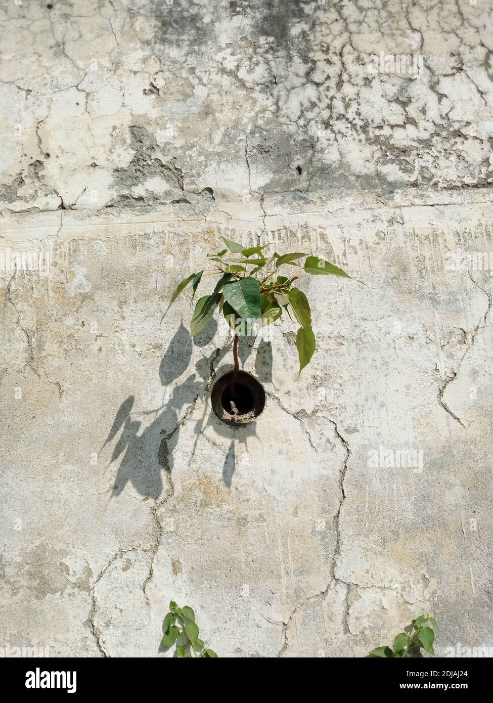 Ficus religiosa or peepal or Sacred fig plant on wall Stock Photo