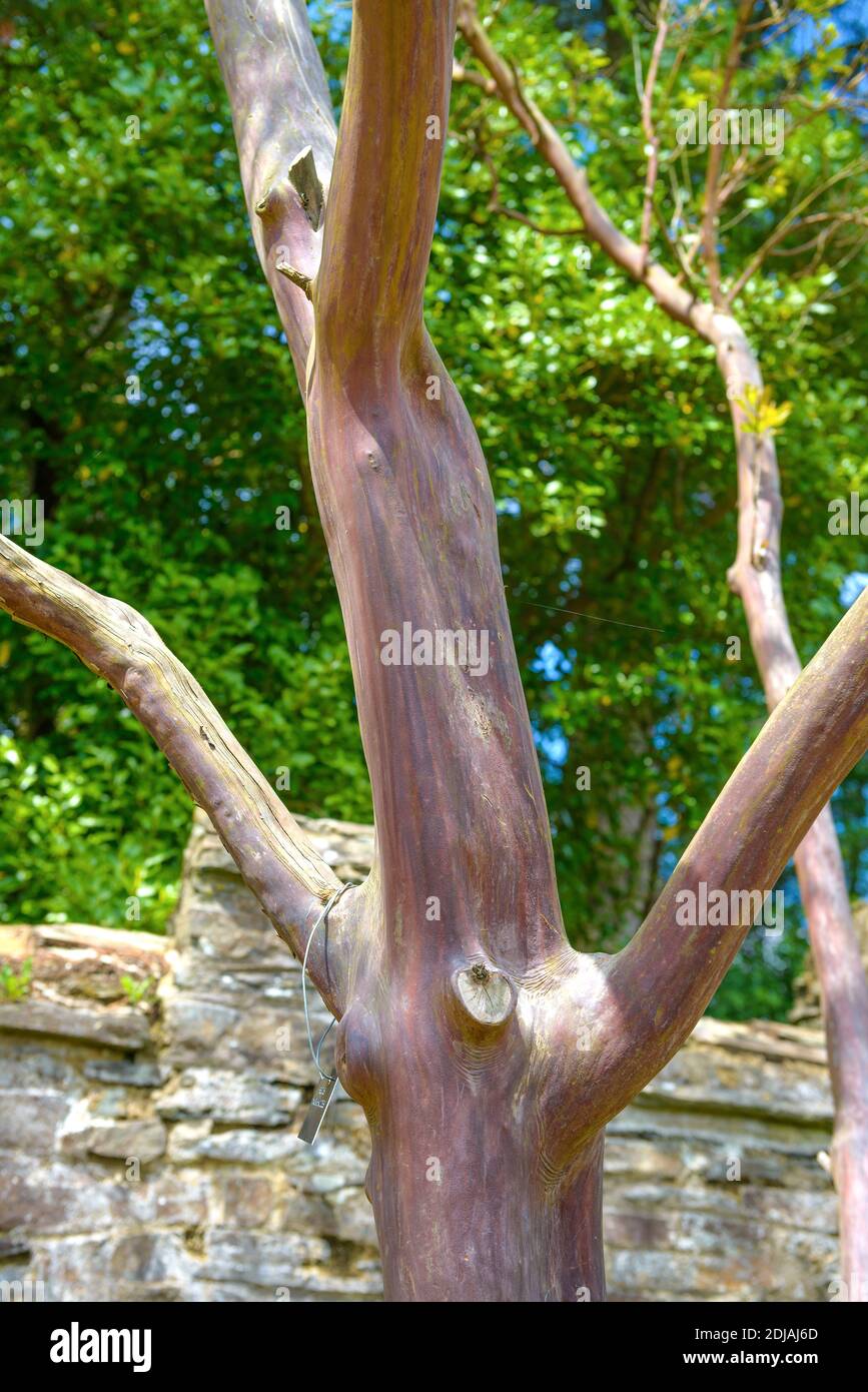 Erdbeerbaum (Arbutus × andrachnoides) Stock Photo
