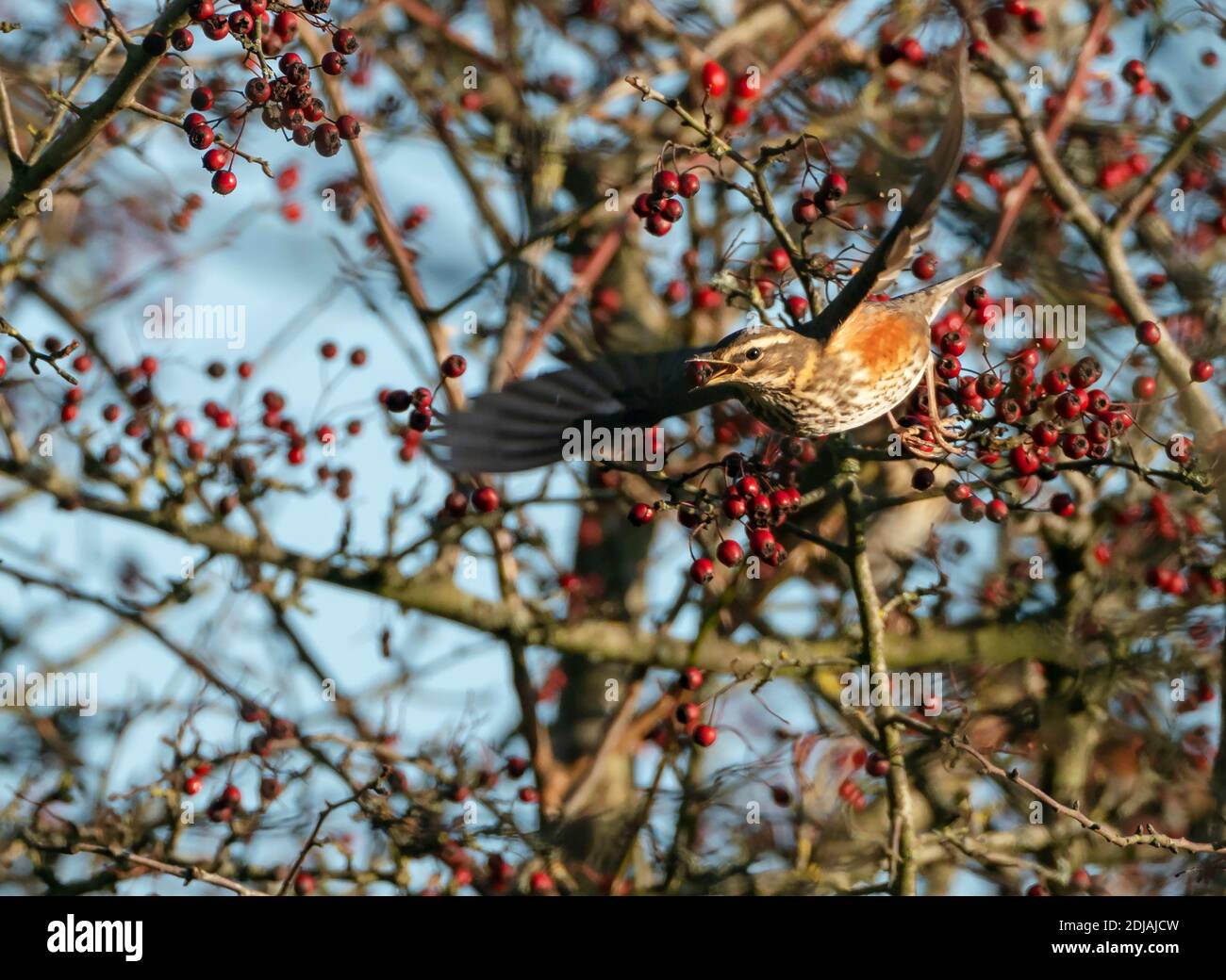 A Redwing (Turdus iliacus) in flight with a red hawthorn berry in it's beak, Cotswolds Stock Photo