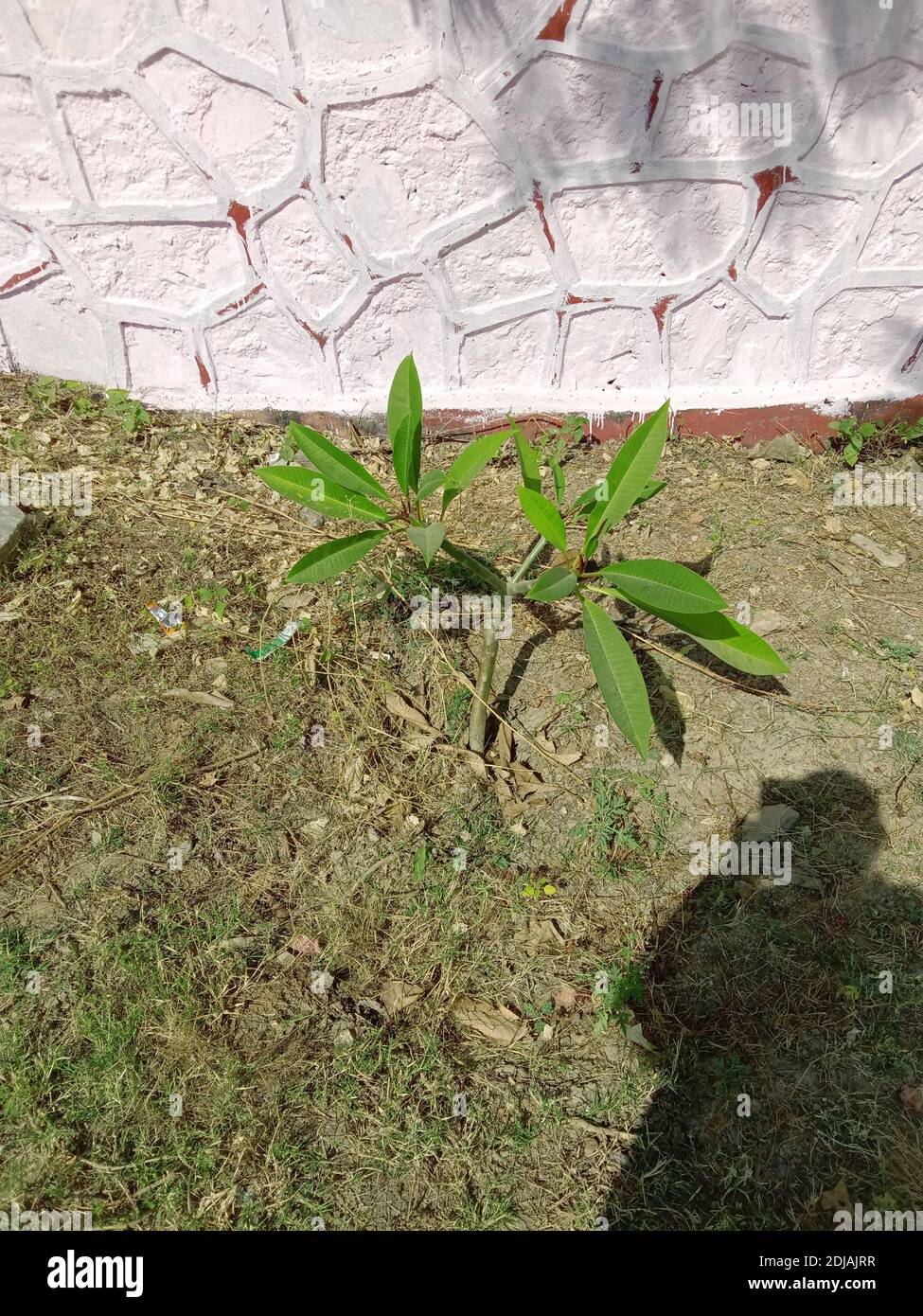 plumeria plantation to growing on land Stock Photo