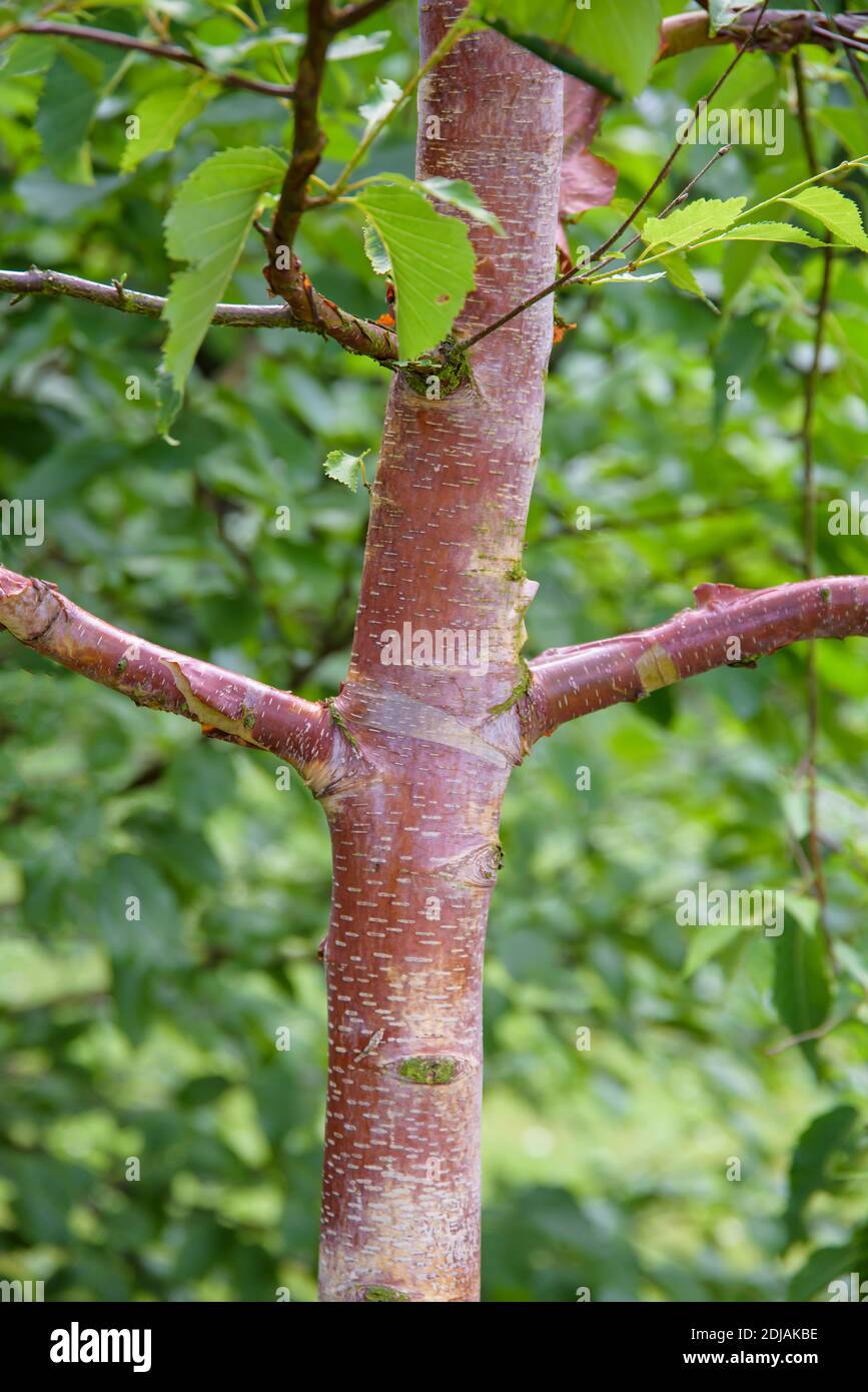Kupfer-Birke (Betula albosinensis 'Alnarp') Stock Photo