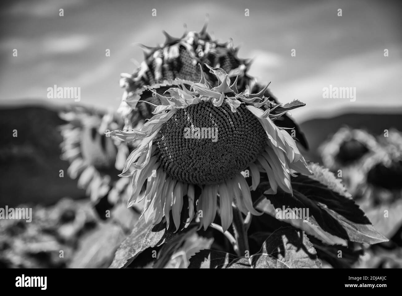 Sunflowers detail Black and White Stock Photos & Images - Alamy