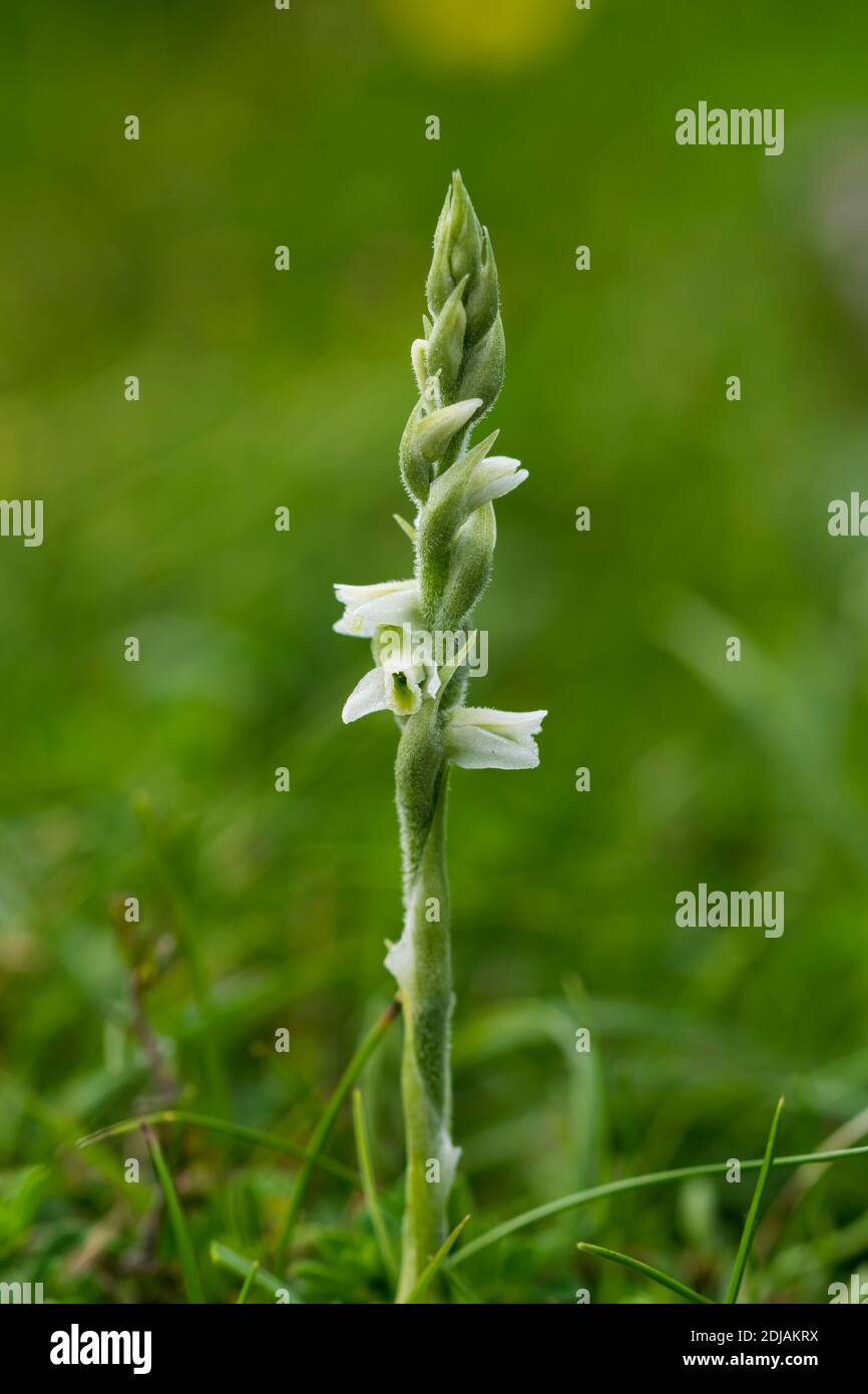 Autumn Lady's Tresses Spiranthes spiralis growing on the Great Ormes Head North Wales uk Stock Photo