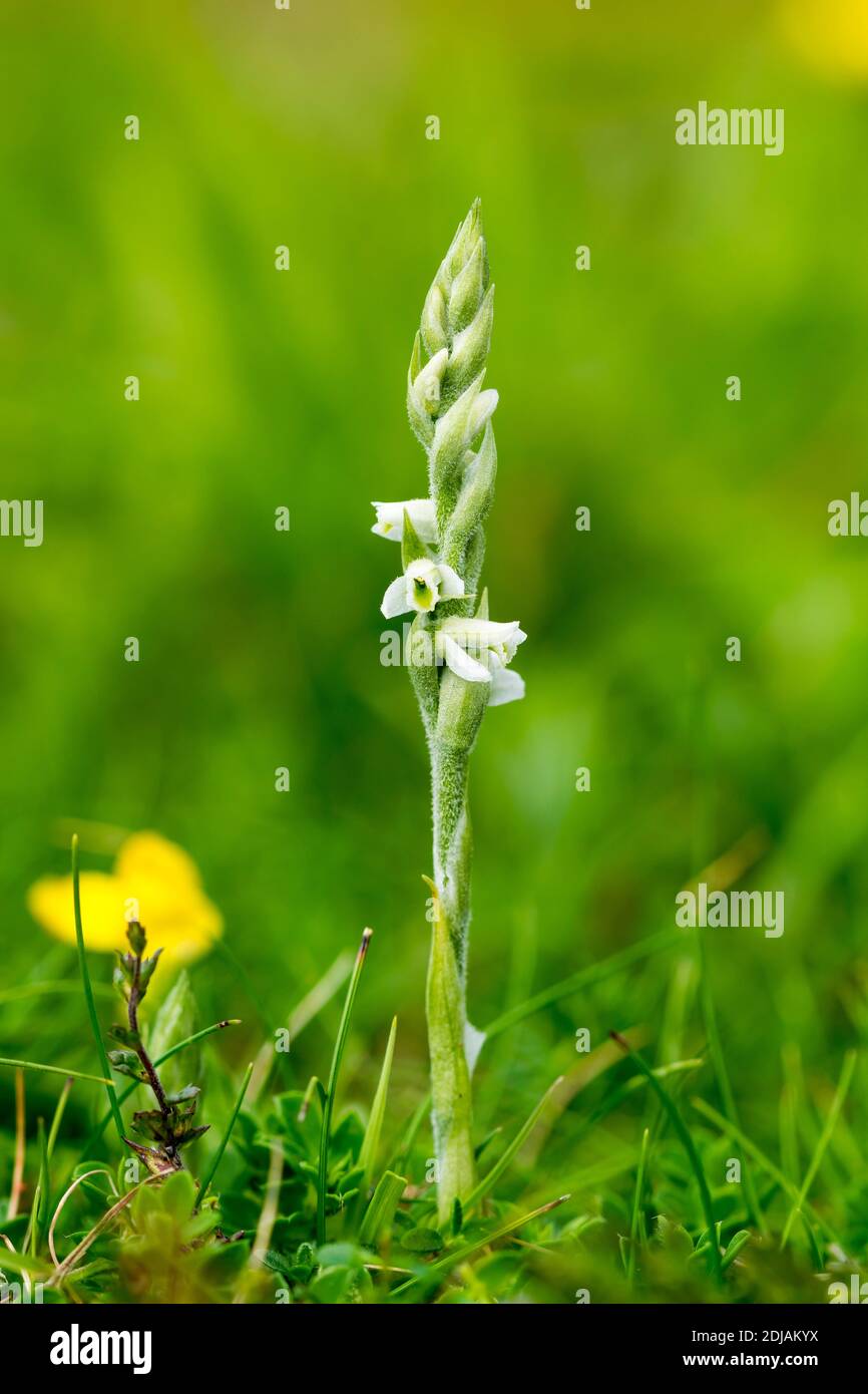 Autumn Lady's Tresses Spiranthes spiralis growing on the Great Ormes Head North Wales uk Stock Photo