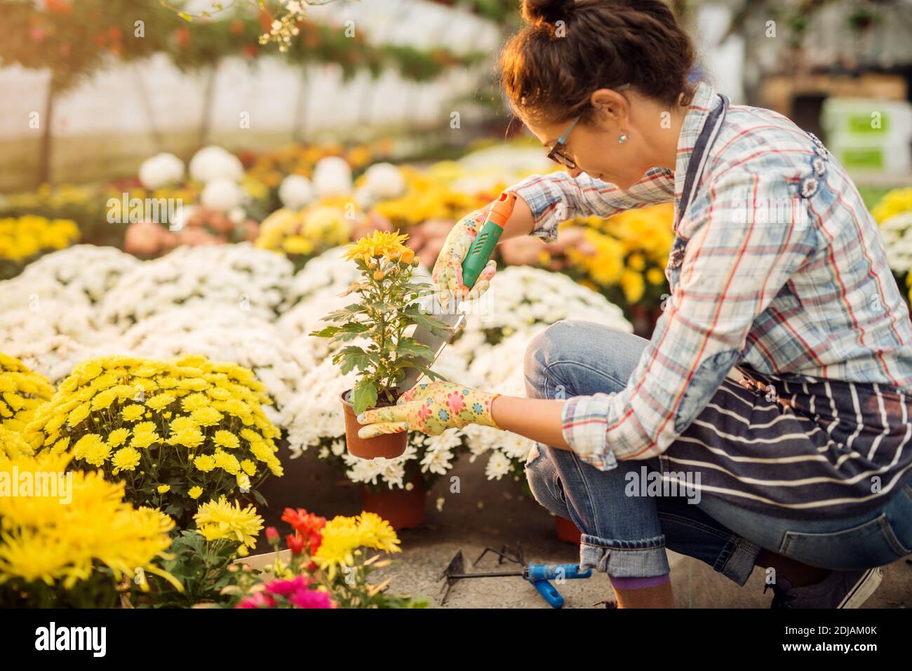 Side view of hardworking florist female transplant flowers in pots. Stock Photo