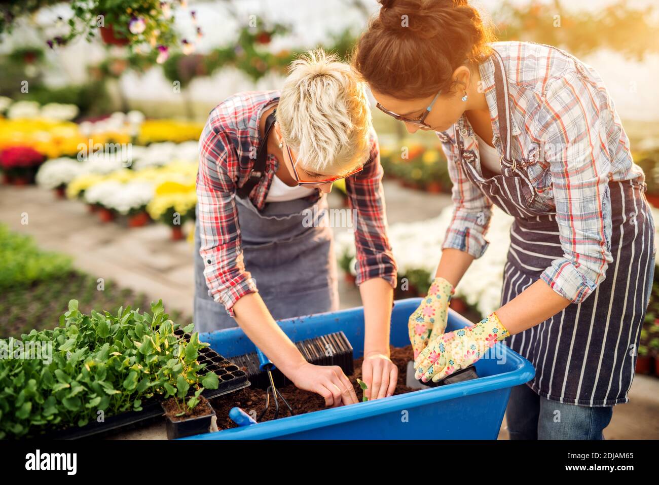 Two hardworking focused florist women preparing and selecting flowers from the big blue pot in the greenhouse.. Stock Photo