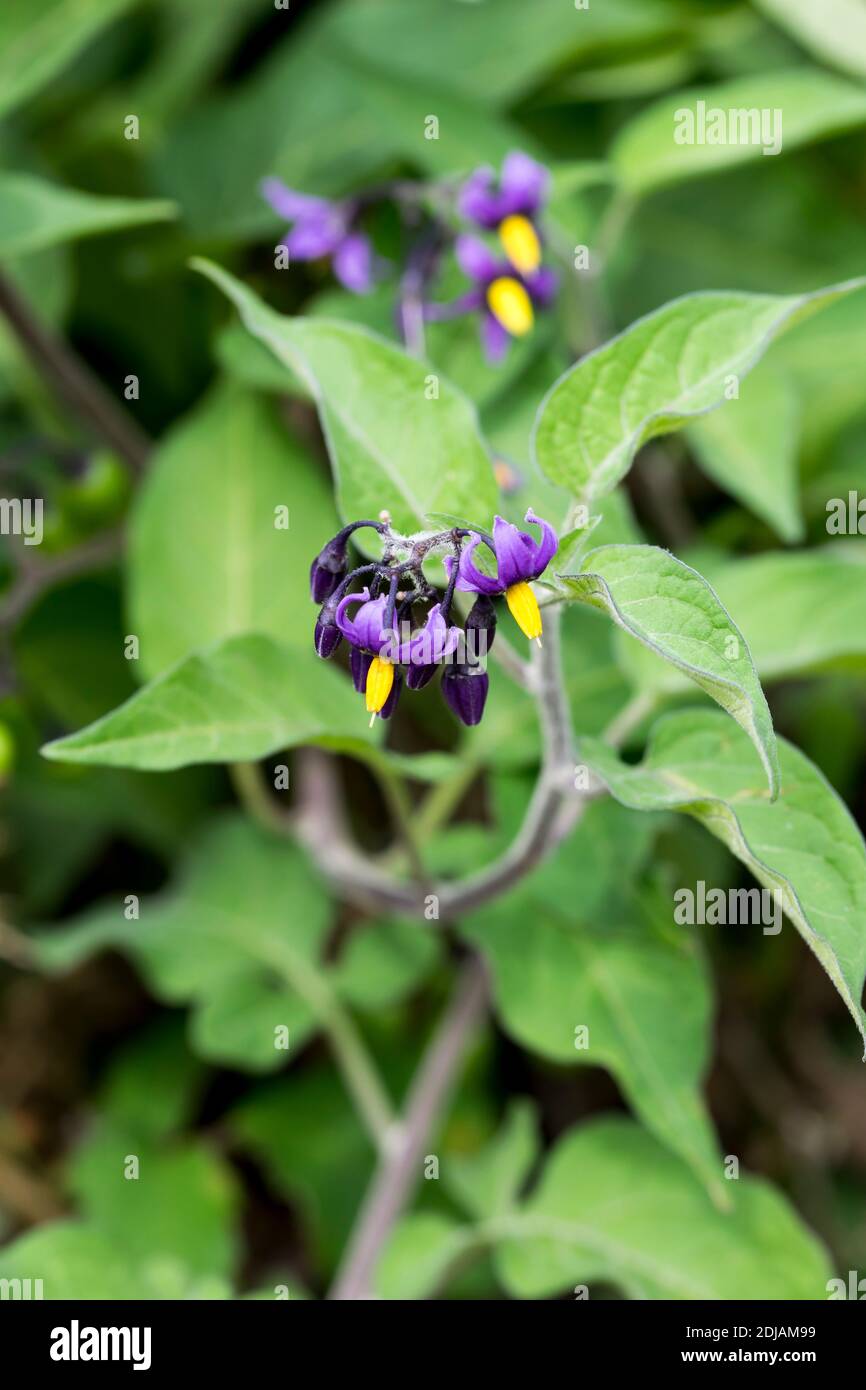 Woody nightshade hires stock photography and images Alamy