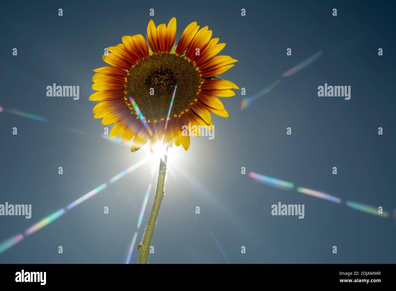 Colose-up sun flower against blue sky on sunny day. Stock Photo