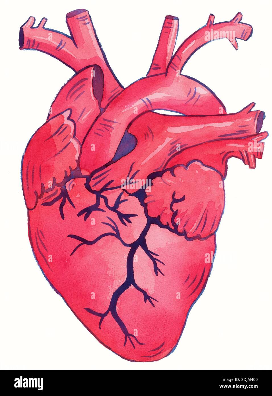 human heart watercolor illustration, human anatomical heart Stock Photo