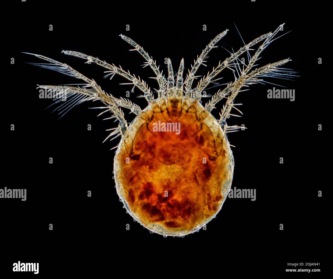 Water mite hires stock photography and images Alamy