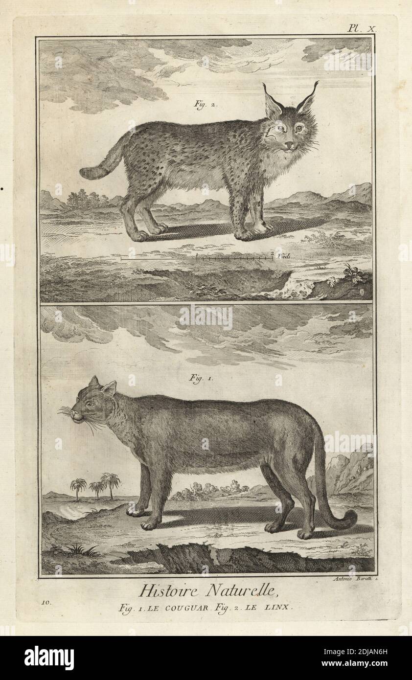 Puma or cougar, Puma concolor, and Eurasian lynx, Lynx lynx. Le couguar, le  linx. Copperplate engraving by Antonio Baratti after Francois-Nicolas  Martinet from Denis Diderot and Jean le Rond d'Alembert's Encyclopedie,  Histoire