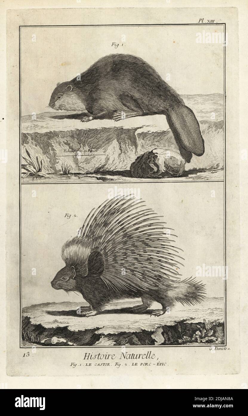 Hystrix indica hires stock photography and images Alamy