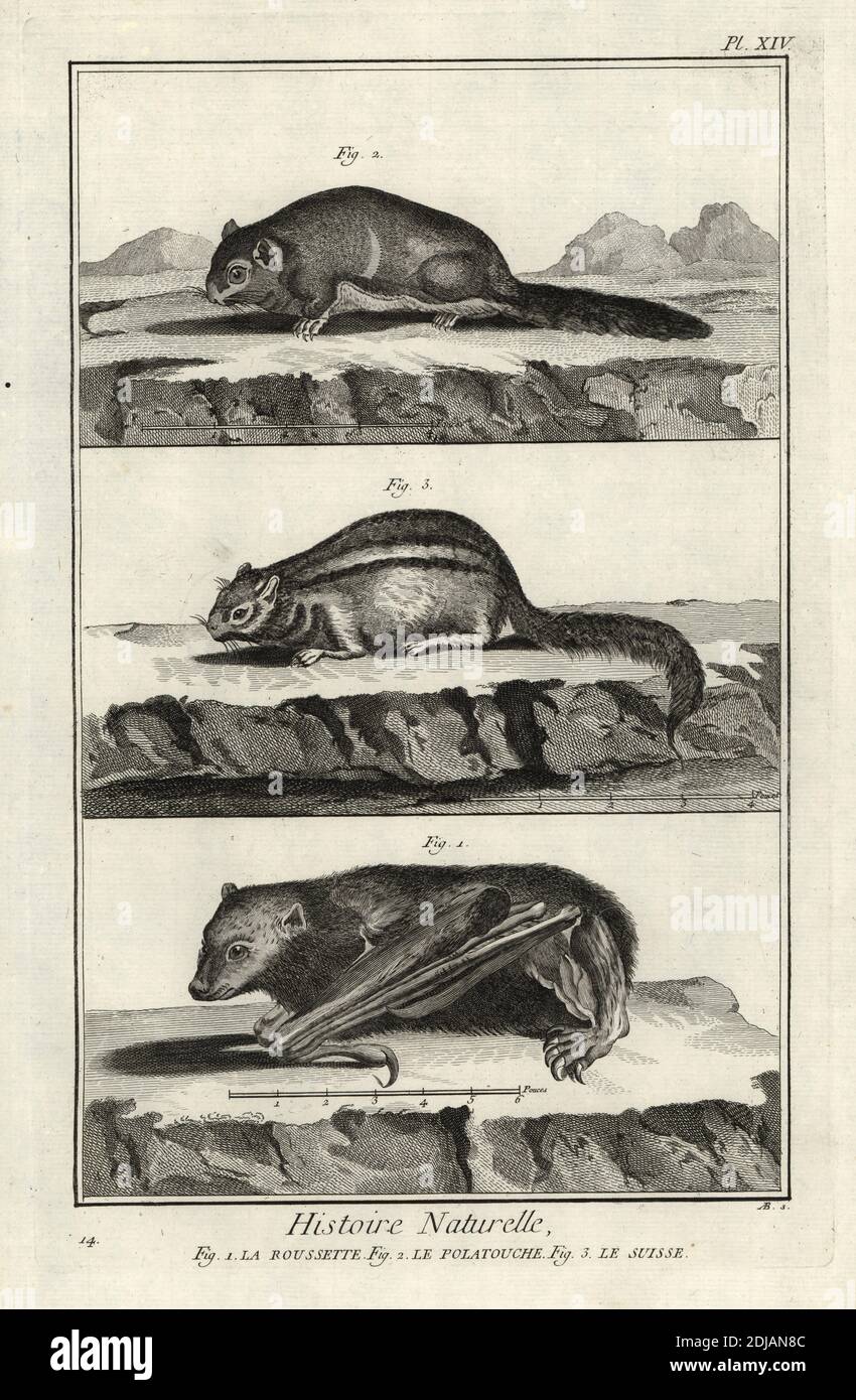 Madagascan rousette bat, Rousettus madagascariensis, Siberian flying squirrel, Pteromys volans, and eastern chipmunk, Tamias striatus. La rourrette, le polatouche, le suisse. Copperplate engraving by Antonio Baratti after Francois-Nicolas Martinet from Denis Diderot and Jean le Rond d’Alembert’s Encyclopedie, Histoire Naturelle (Encyclopedia: Natural History), Livourne, 1774. Francois-Nicolas Martinet (1731-1800) was a French draftsman and engraver. Stock Photo
