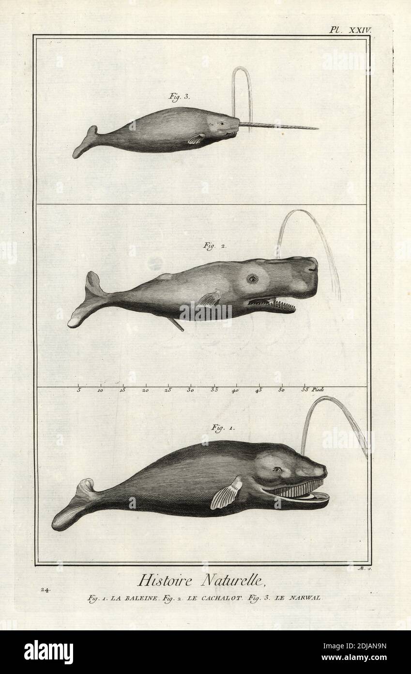 North Atlantic right whale, Eubalaena glacialis (critically endangered), sperm whale or cachalot, Physeter macrocephalus (endangered) and narwhal, Monodon monoceros. La baleine, le cachalot, le narwal. Copperplate engraving by Antonio Baratti after Francois-Nicolas Martinet from Denis Diderot and Jean le Rond d’Alembert’s Encyclopedie, Histoire Naturelle (Encyclopedia: Natural History), Livourne, 1774. Francois-Nicolas Martinet (1731-1800) was a French draftsman and engraver. Stock Photo