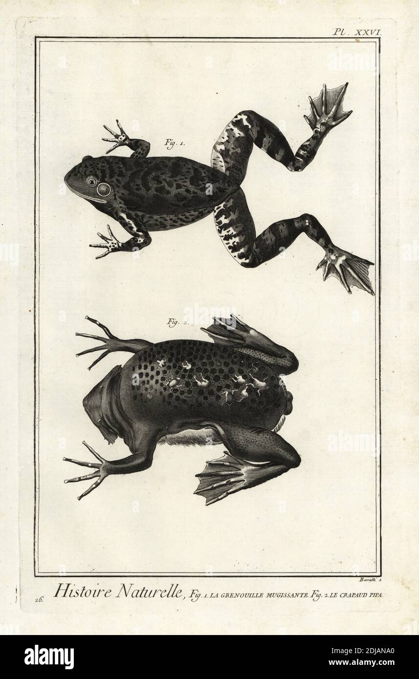 American bullfrog, Lithobates catesbeianus, and common Suriname toad with eggs and baby toads on its back, Pipa pipa. La grenouille mugissante, le crapaud pipa. Copperplate engraving by Antonio Baratti after Francois-Nicolas Martinet from Denis Diderot and Jean le Rond d’Alembert’s Encyclopedie, Histoire Naturelle (Encyclopedia: Natural History), Livourne, 1774. Francois-Nicolas Martinet (1731-1800) was a French draftsman and engraver. Stock Photo