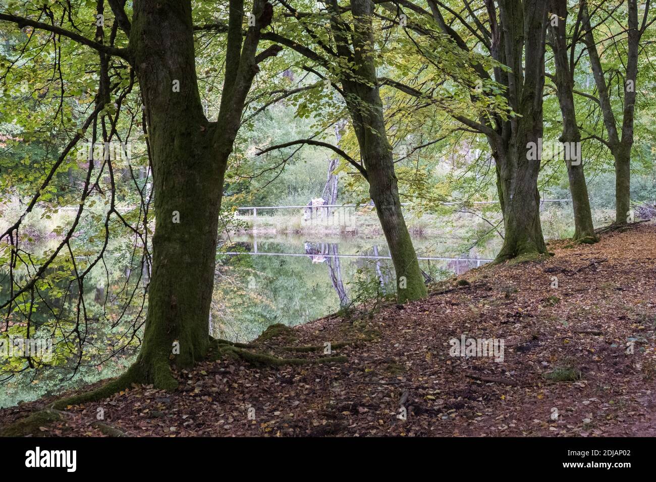 Landscape of Palatinate Forest, Germany Stock Photo - Alamy