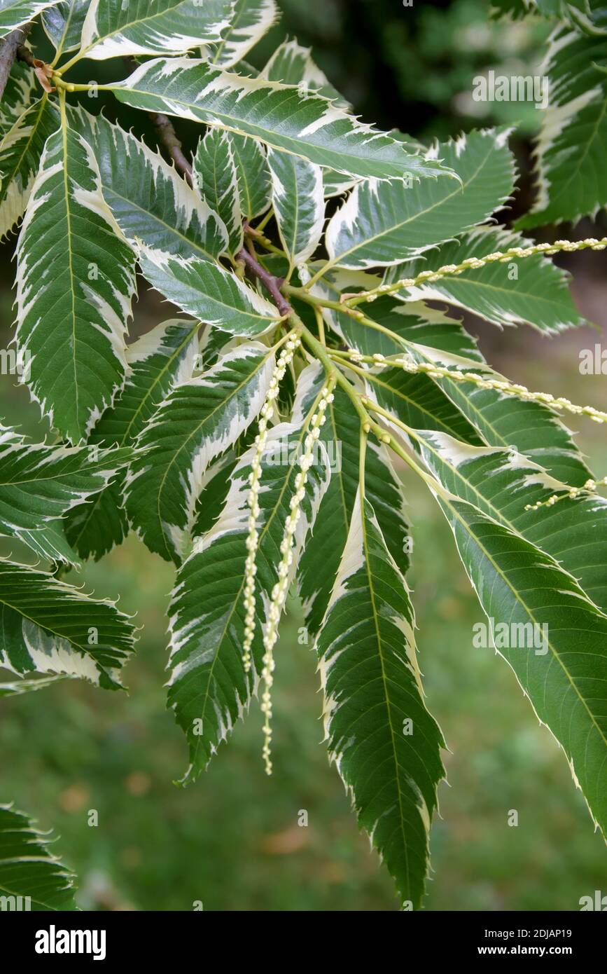Weibunte Ess-Kastanie (Castanea sativa 'Variegata' Stock Photo - Alamy