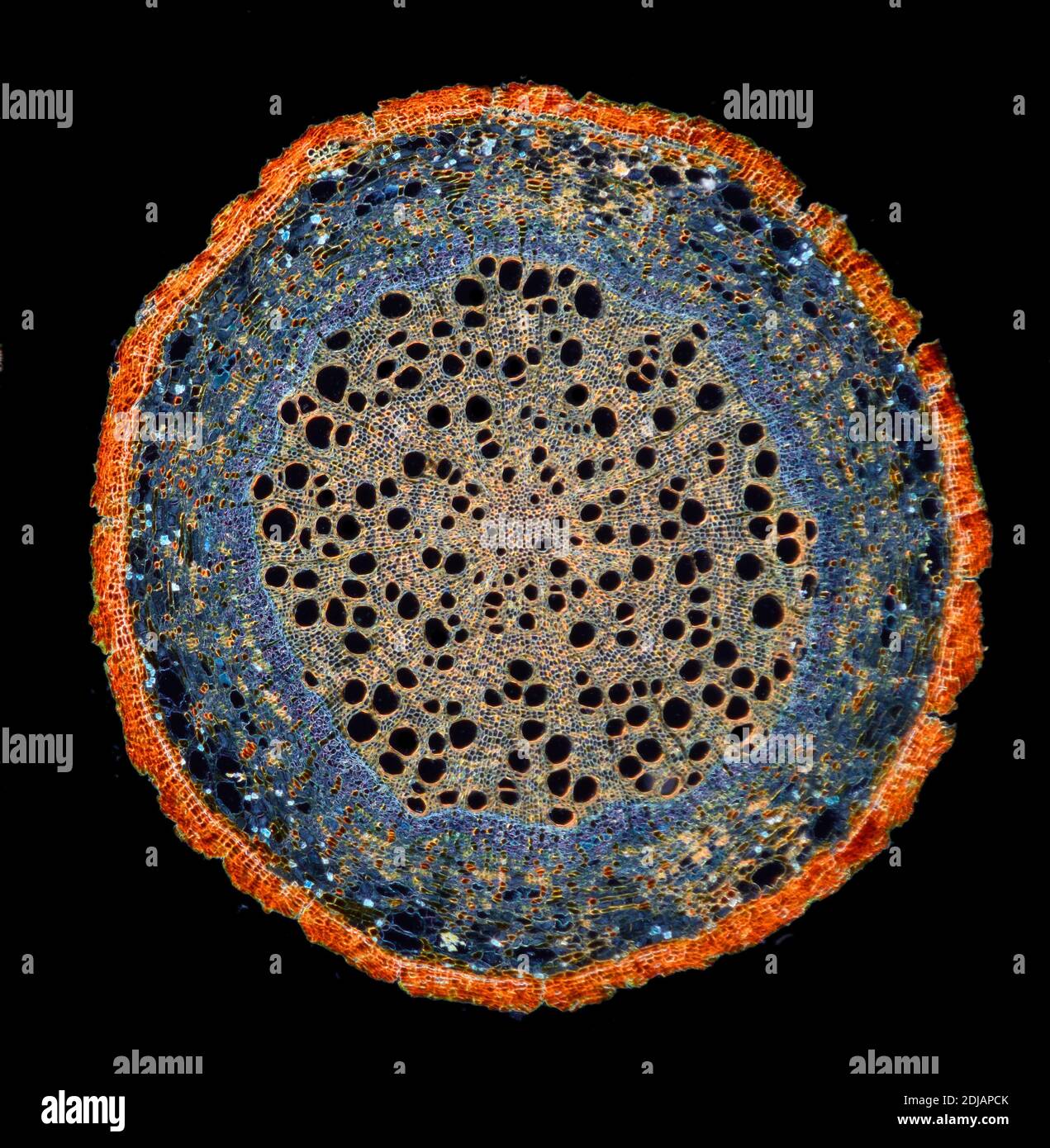 Pinus sp. root section TS, Darkfield photomicrograph, stained section Stock Photo