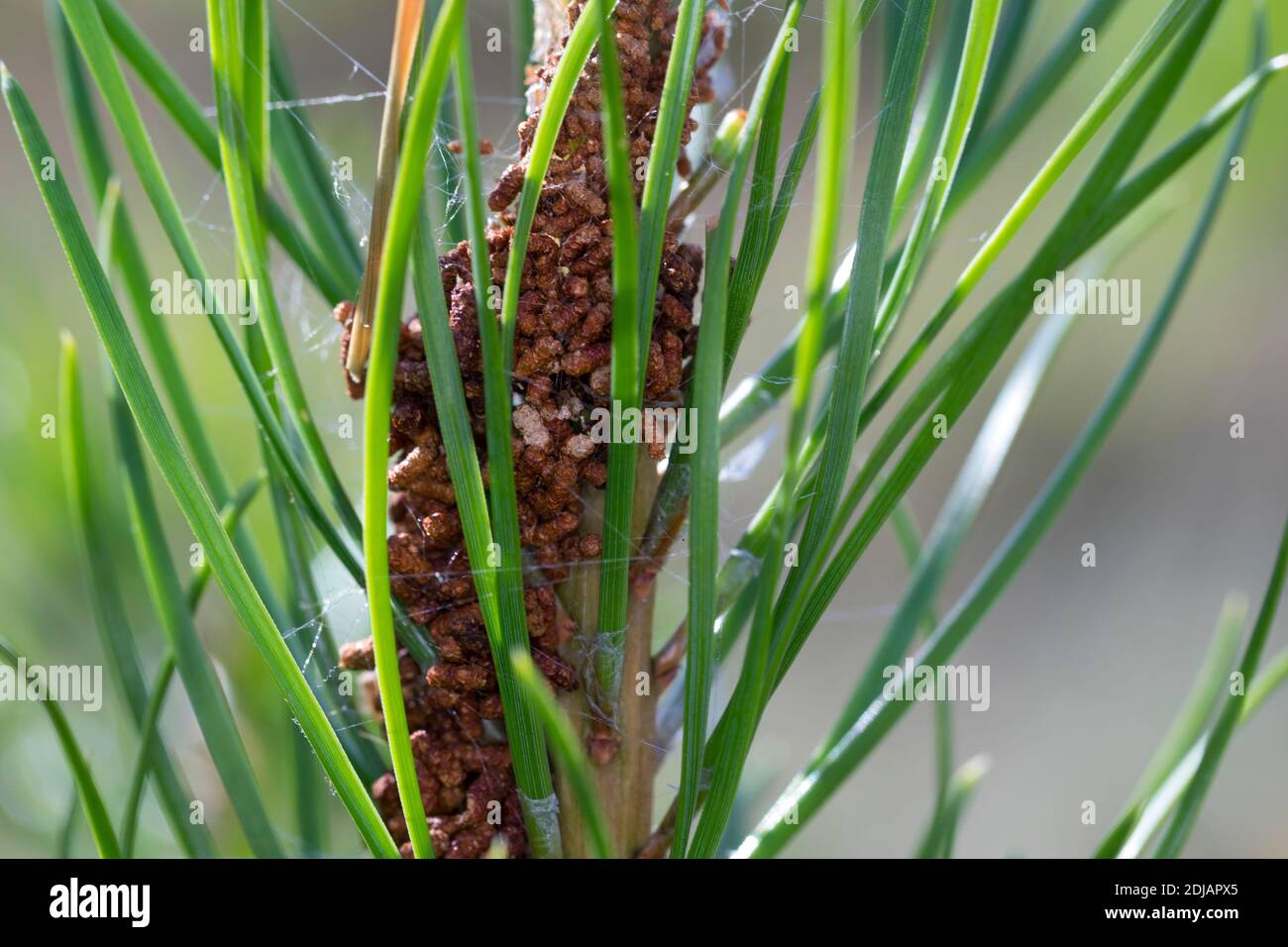 Kiefernkultur-Gespinstblattwespe, Kiefernkotsack-Gespinstblattwespe, Kiefernkotsackblattwespe, Kiefernkotsack-Blattwespe, Kot der Larve, Larven im Ges Stock Photo