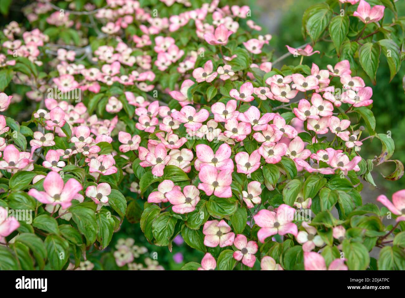 Chinesischer Blumen-Hartriegel (Cornus kousa 'Satomi') Stock Photo