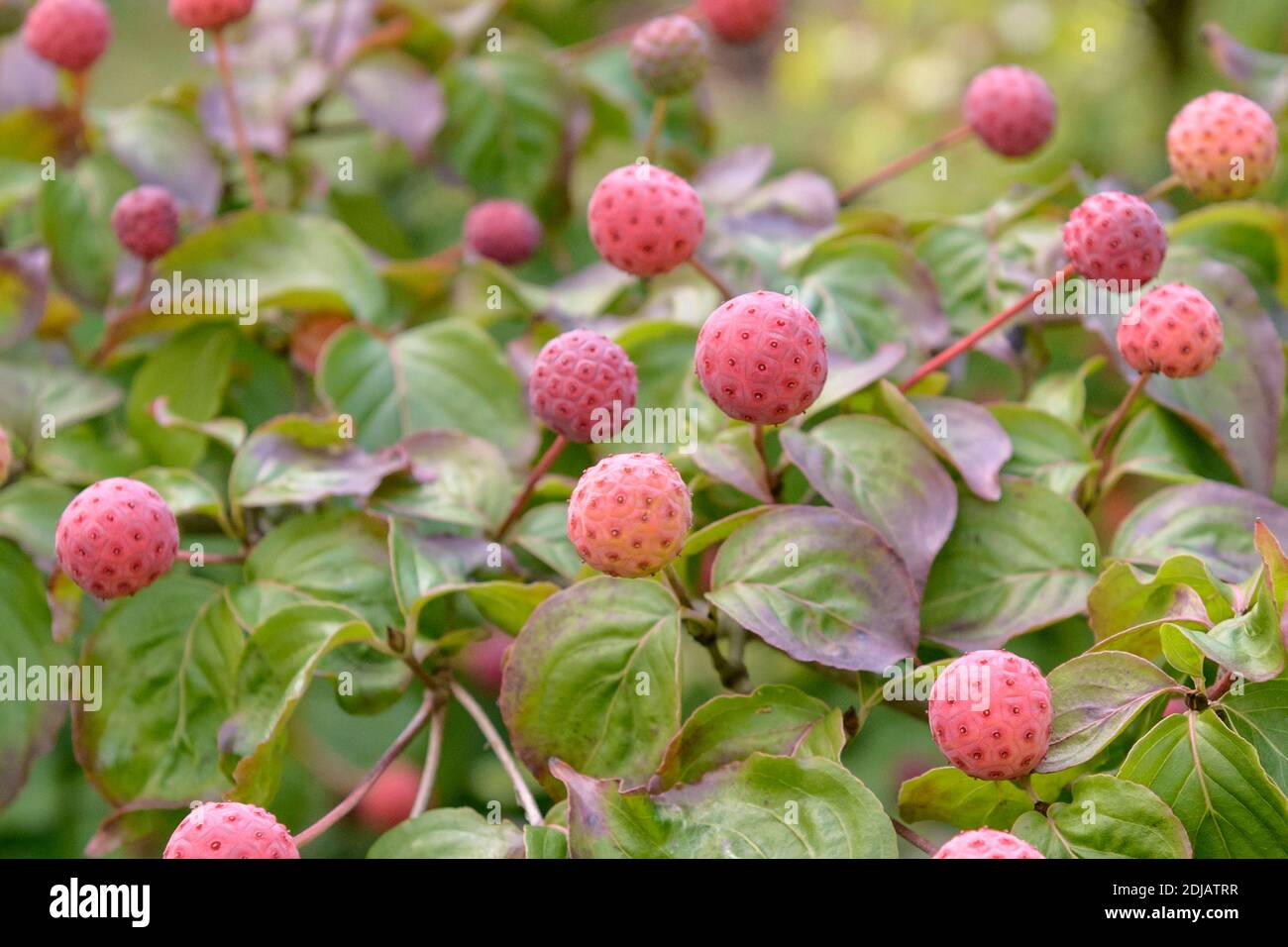 Chinesischer Blumenhartriegel (Cornus kousa 'Satomi') Stock Photo