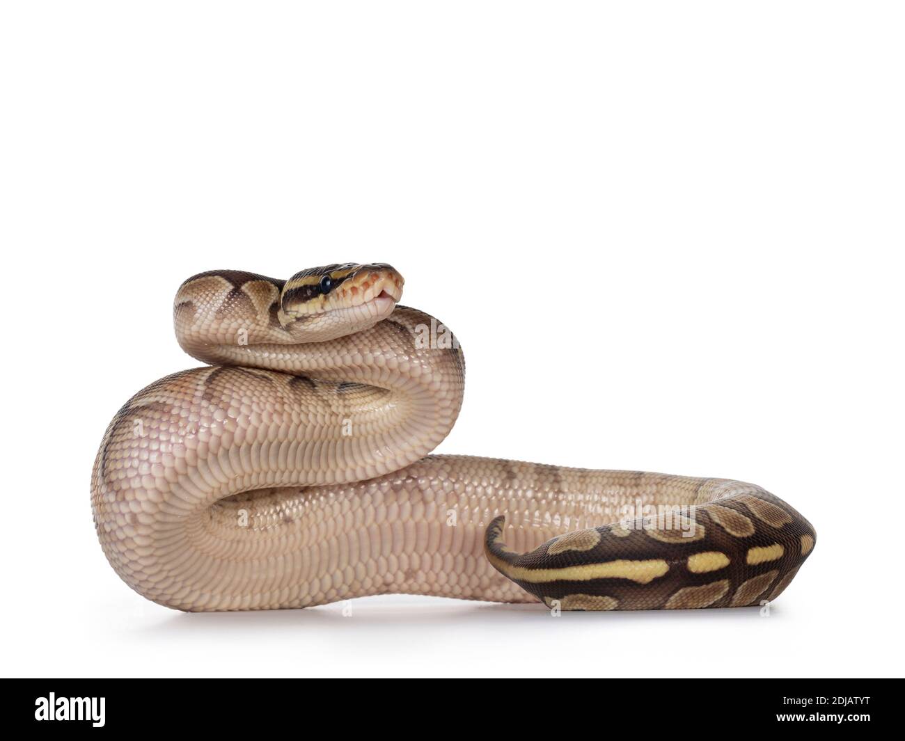 Baby butter Ballpython aka Python Regius, upright showing belly ...