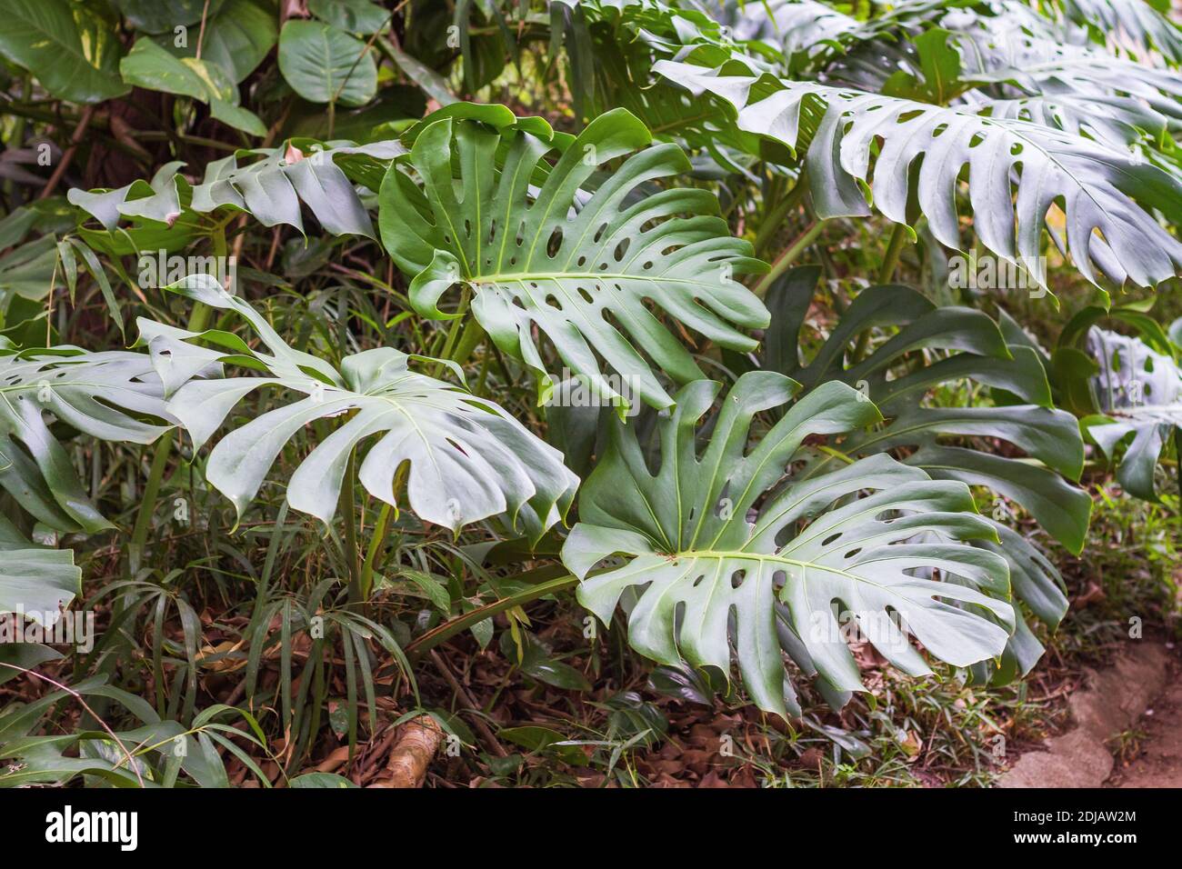 Swiss cheese plant in the park garden Stock Photo Alamy