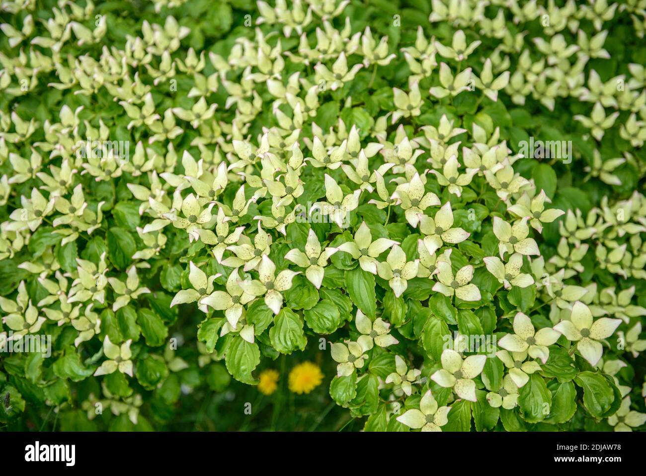 Blumen-Hartriegel (Cornus kousa) Stock Photo