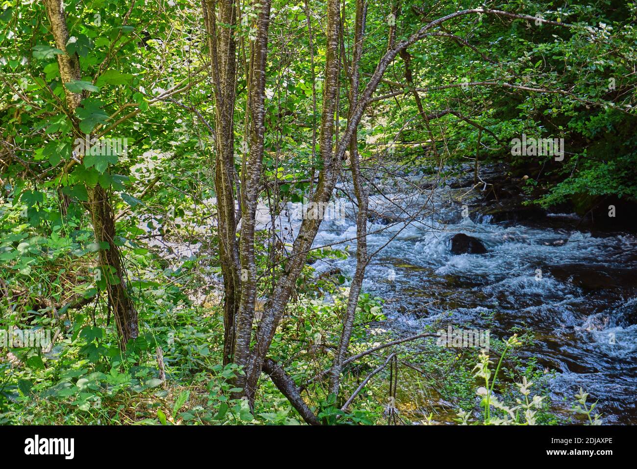 River flowing through the forest Stock Photo - Alamy