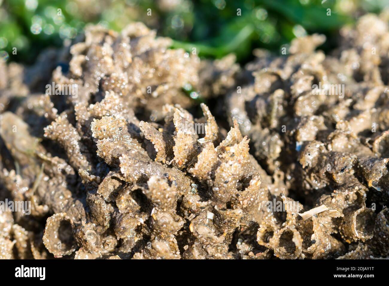 Honeycomb worm reef Sabellaria alveolata on the North Wales coast uk Stock Photo