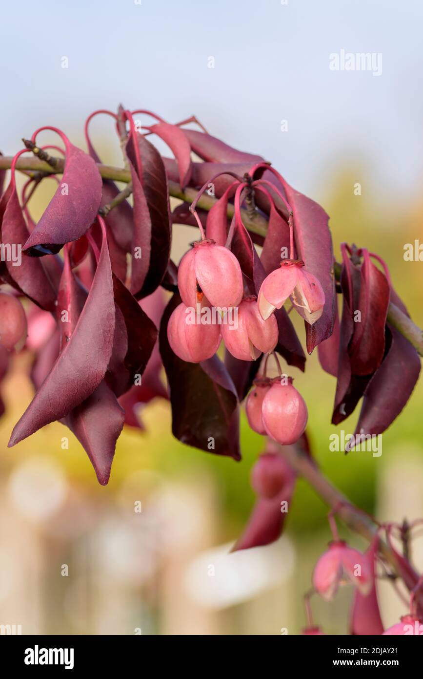 Spindelstrauch (Euonymus grandiflorus 'Red Wine') Stock Photo