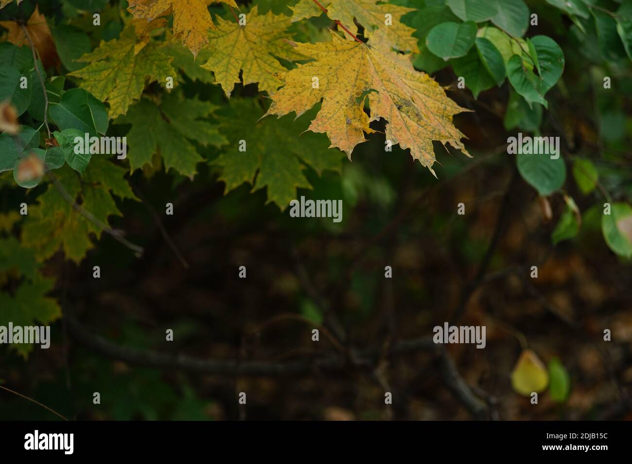 Maple tree with yellow and green leaves and other trees in the autumn ...