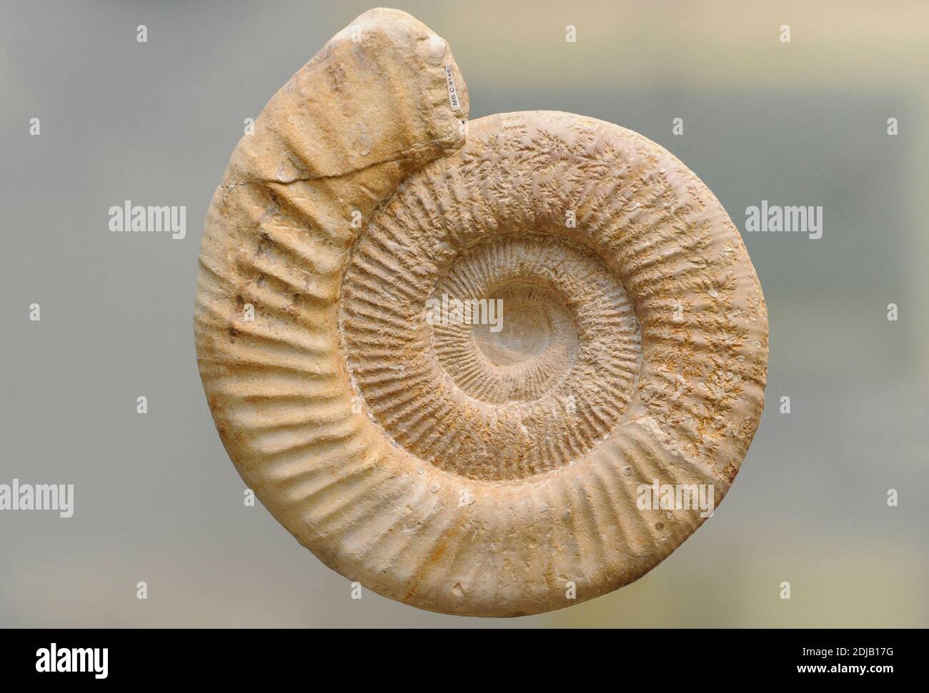 Perisphinctes. Extinct genus of ammonite cephalopod. Middle to Late Jurassic epochs. Natural History Museum, Berlin, Germany. Stock Photo