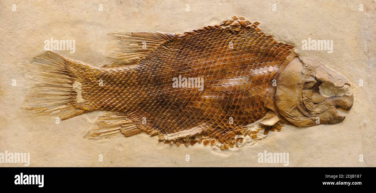 Lepidotes (Lepidotus). Extinct genus of semionotid neopterygian ray-finned fish. Jurassic period and Early Cretaceous. Fossil of Lepidotes maximus. Natural History Museum, Berlin, Germany. Stock Photo