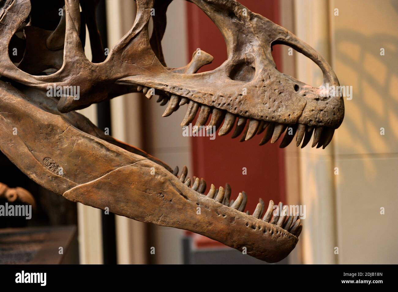Allosaurus. Genus of carnivorous theropod dinosaur that lived 155 to 145 million years ago. Late Jurassic Period. Bipedal predador.  Skull with a large and serrated teeth. Detail. Natural History Museum, Berlin. Germany. Stock Photo